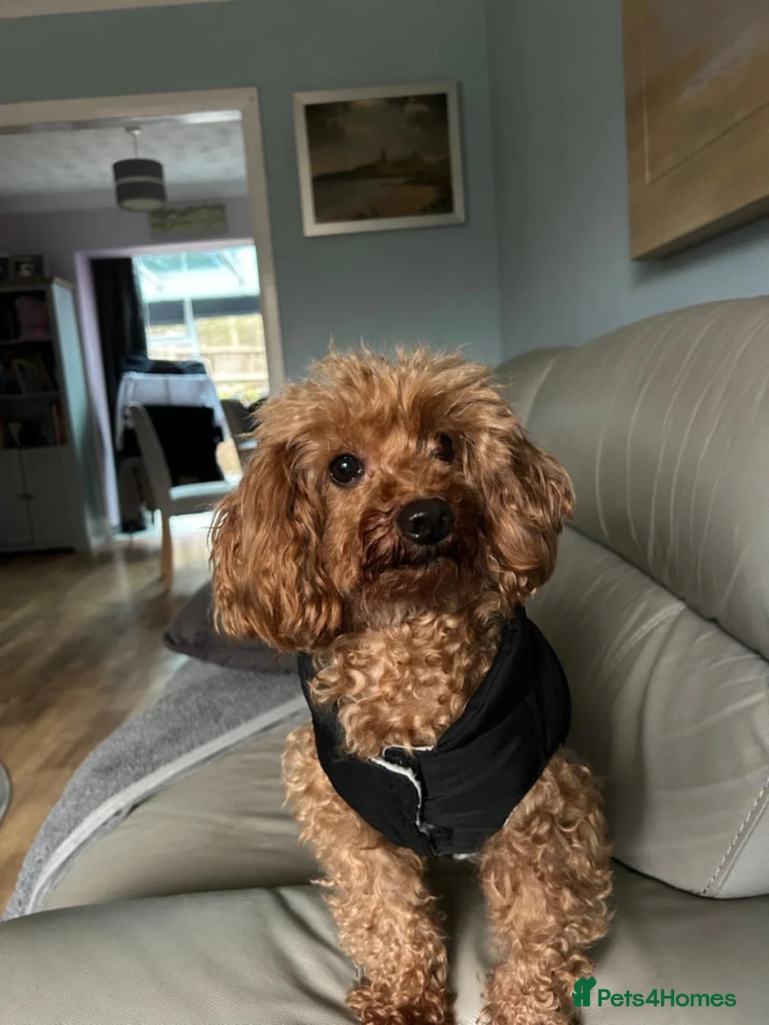 Mixed Breed dogs for sale: Miniature / toy poodles in Morecambe - Advert 1