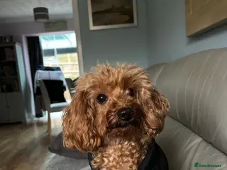 Mixed Breed dogs Miniature / toy poodles - Advert 1