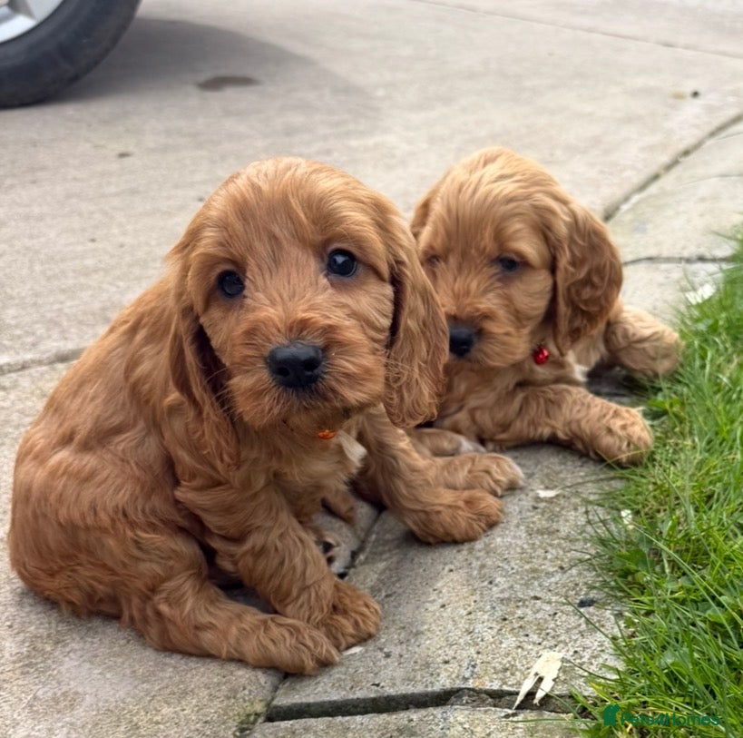 Cockapoo dogs RED COCKAPOO Puppies 🐶🏡⭐️ - Advert 6