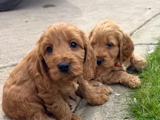 Cockapoo dogs RED COCKAPOO Puppies 🐶🏡⭐️ - Advert 6