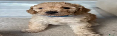 Puppy 4
