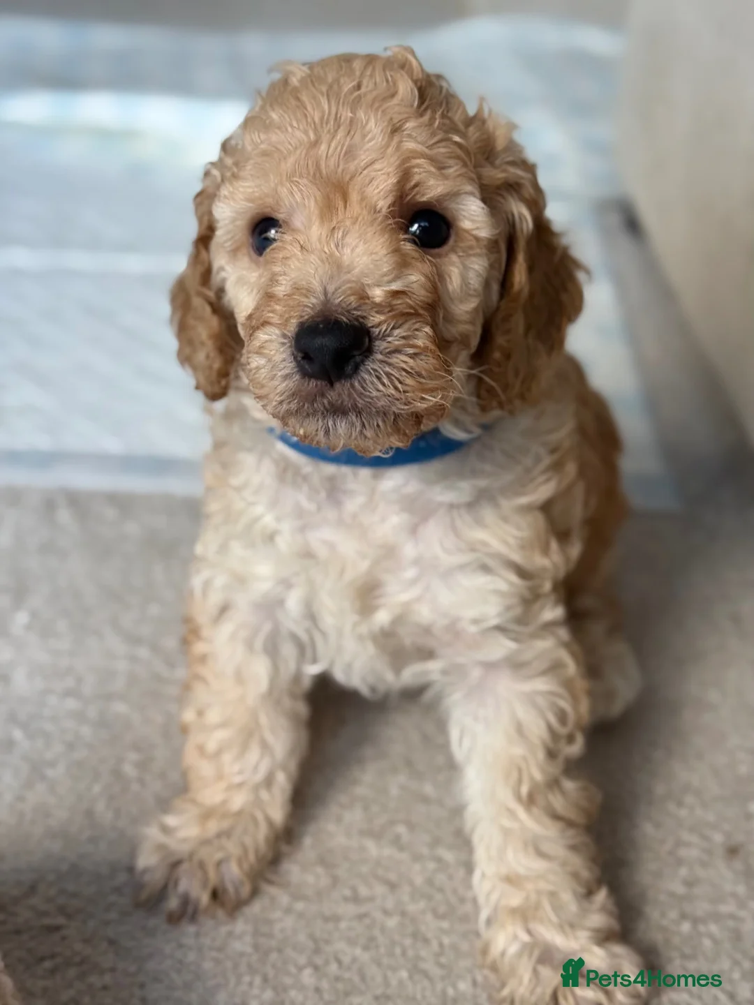 Cockapoo dogs for sale: 2 Cockapoo Boys  in Basildon - Advert 2