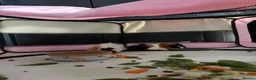 Guinea Pig rodents for sale: Guinea pigs - Advert 5