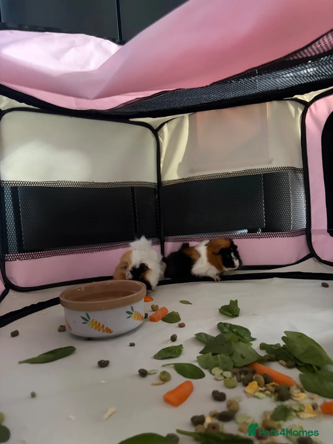 Guinea Pig rodents for sale: Guinea pigs - Advert 5