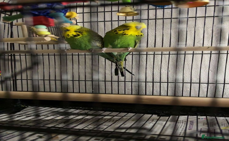 Budgerigars birds - Advert 3
