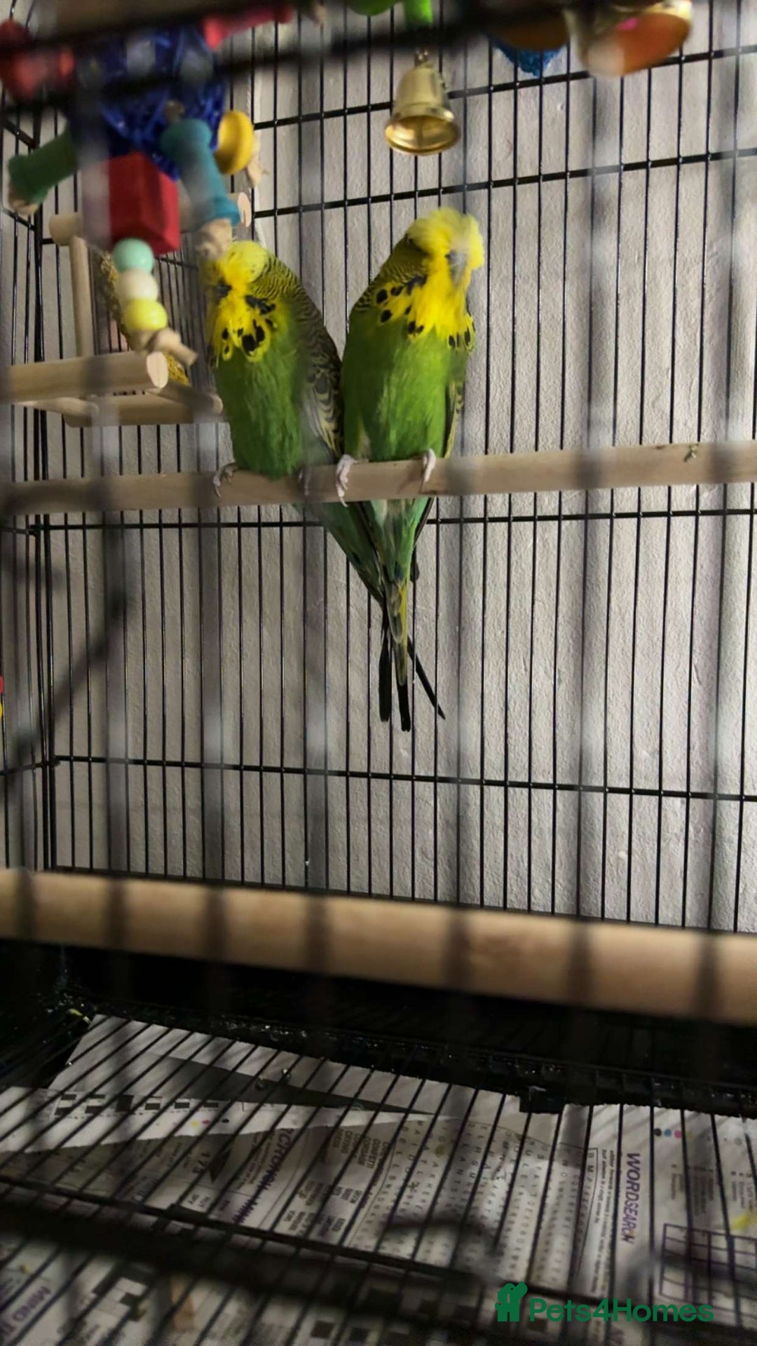 Budgerigars birds for sale: Two lovely male budgies  - Image 1