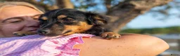 Mixed Breed dogs for adoption: Funny little Fizzy - Advert 6