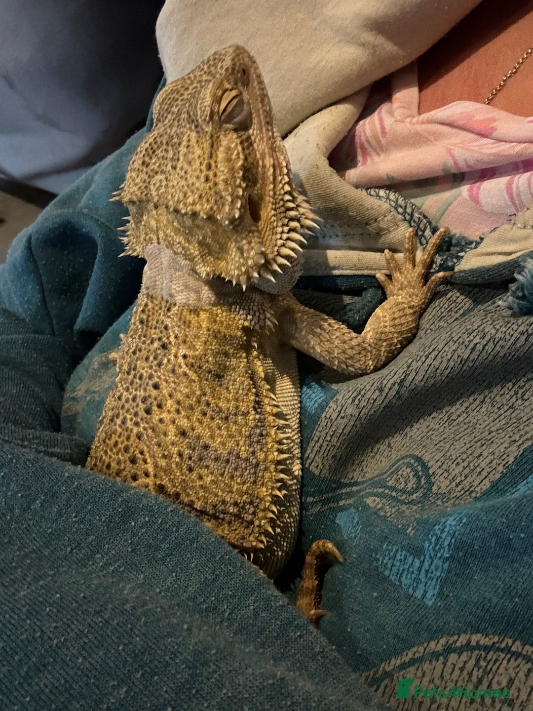 Bearded Dragon reptiles for sale: Barry The Bearded Dragon - looking for a new home - Image 5
