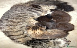 British Shorthair cats for sale: Kittens  - Image 11