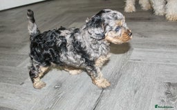 Cavapoo dogs for sale: Blue merle phantom Cavapoo female puppy - Advert 5