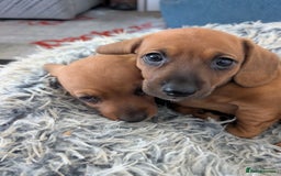 Dachshund dogs for sale: 5 week Old Dachshunds - Image 14