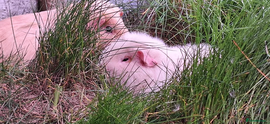 Guinea Pig rodents for sale: MEADOW SIDE CAVIES HEREFORDSHIRE  - Advert 23