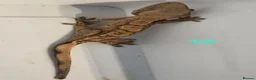 Gecko reptiles for sale: Current reptiles available  - Advert 7