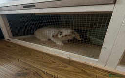 Mini Lop rabbits for sale: Mini lop bunnies  - Image 4