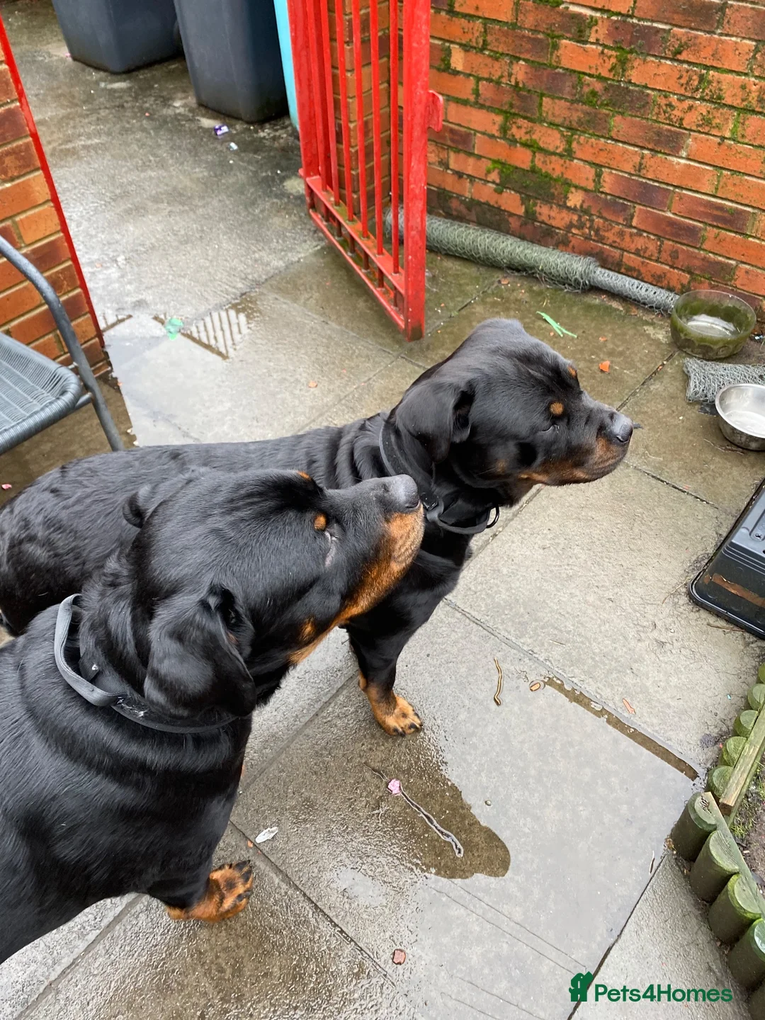 Rottweiler dogs for sale: Rottweiler pups - Advert 2