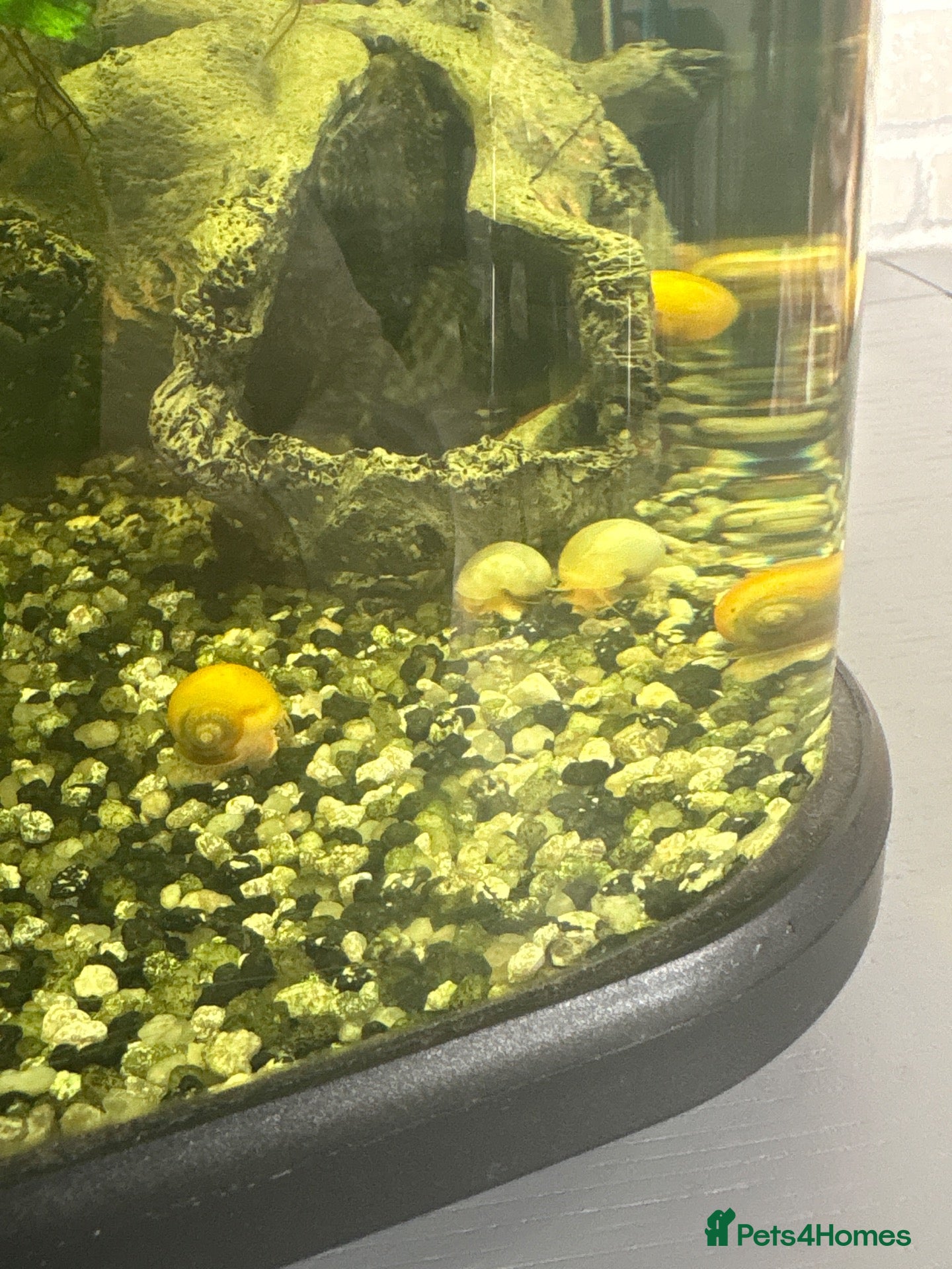 Snails invertebrates Golden mystery snails  - Advert 1