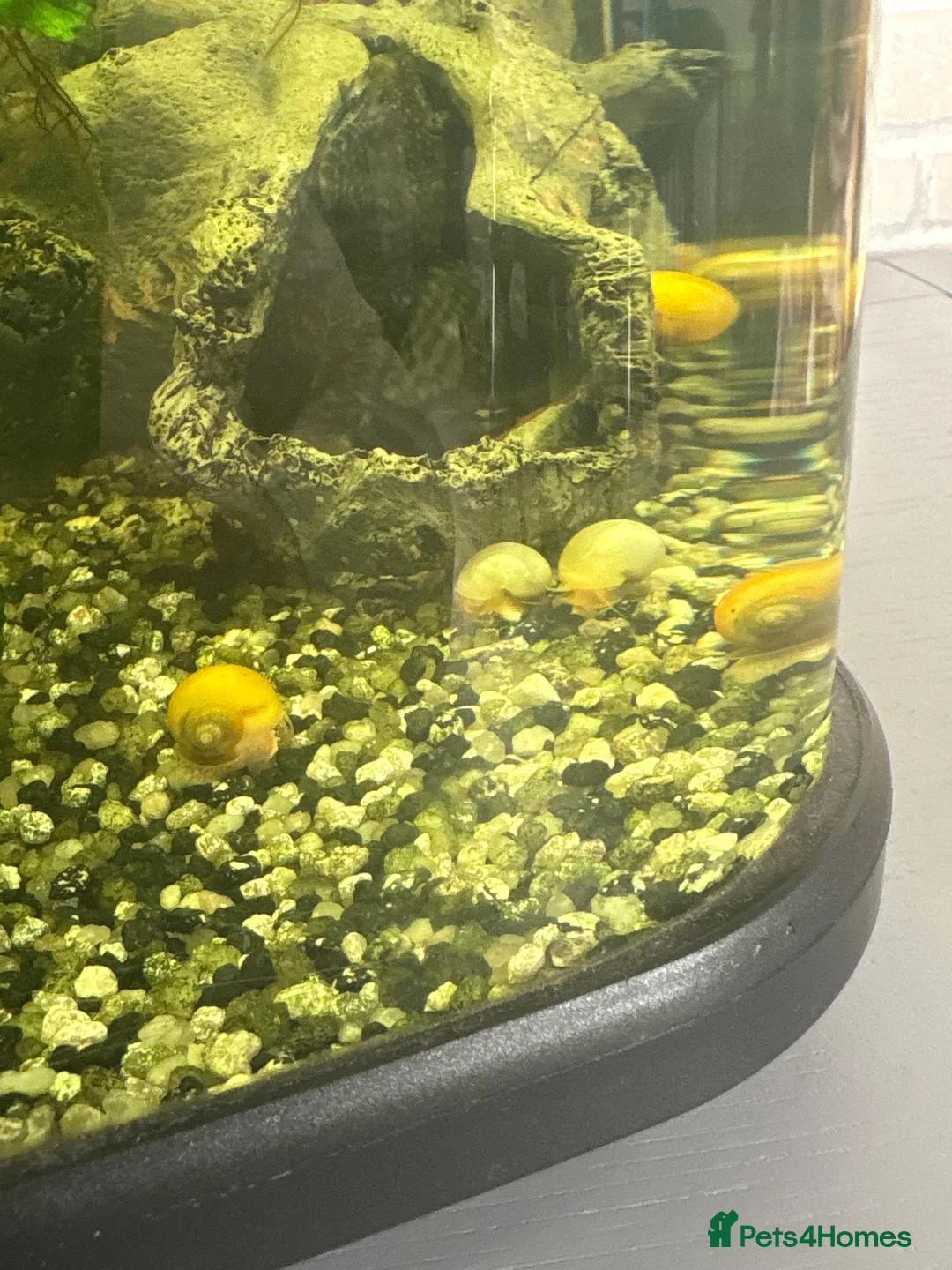 Snails invertebrates for sale: Golden mystery snails  - Advert 1