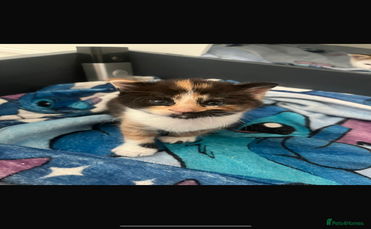 Domestic Shorthair cats - Advert 9