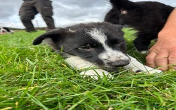 Border Collie dogs for sale: ⭐️ Border Collie Puppies ⭐️ - Image 12