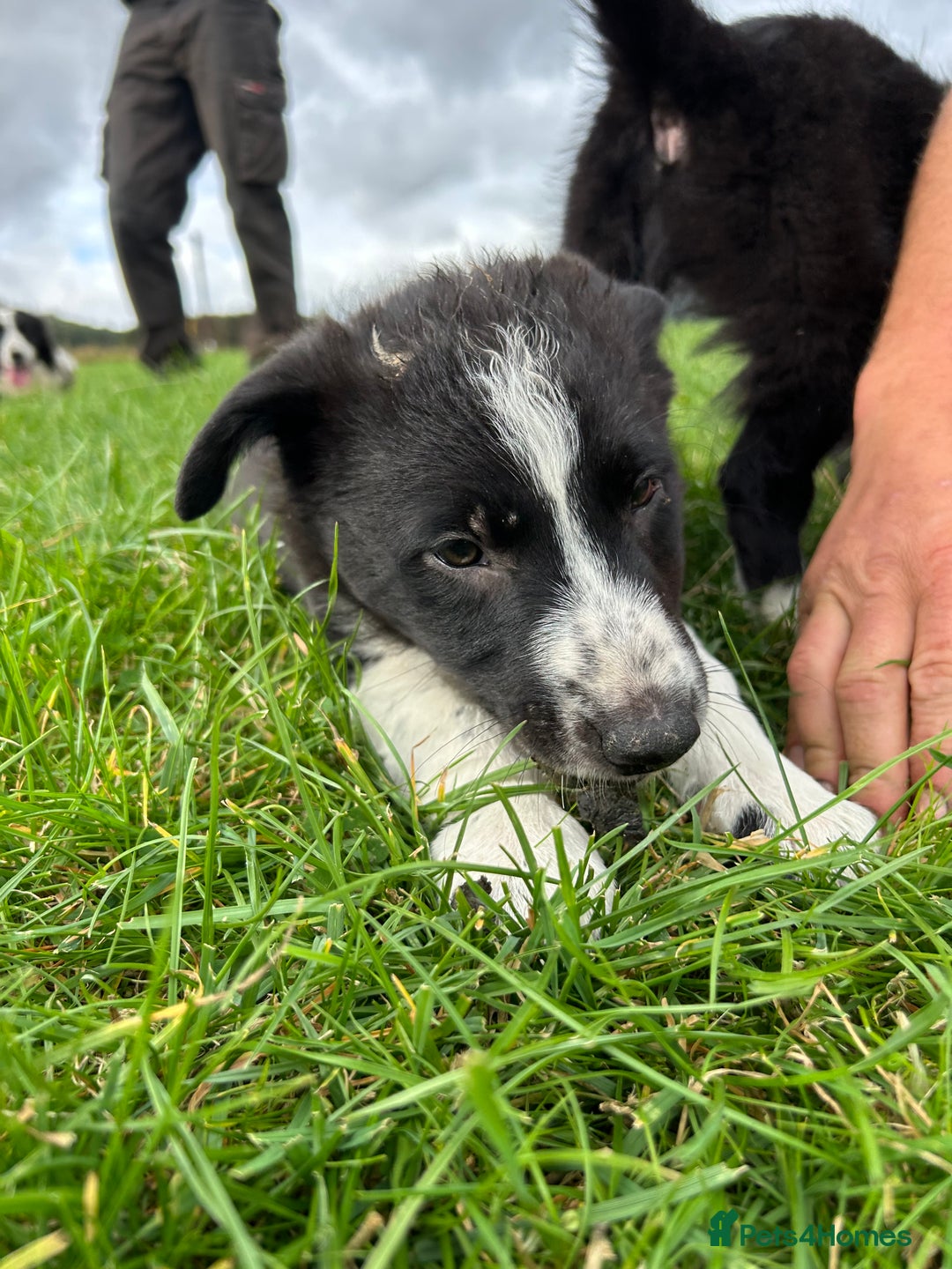 Border Collie dogs for sale: ⭐️ Border Collie Puppies ⭐️ - Image 12