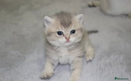 British Shorthair cats for sale: Top quality Champion Gccf british shorthair - Image 17
