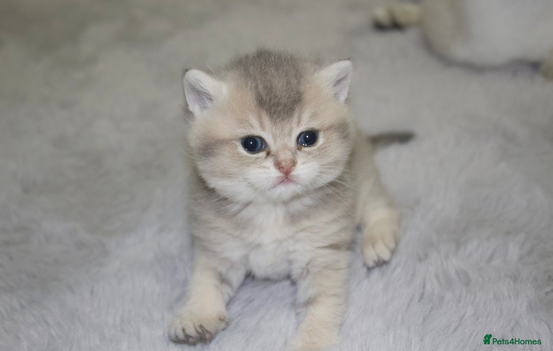 British Shorthair cats for sale: Top quality Champion Gccf british shorthair - Image 17