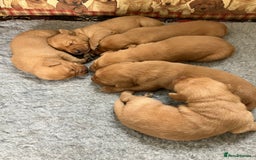 Labrador Retriever dogs for sale: STUNNING LITTER OF DARK FOX RED LABRADOR PUPPIES - Image 14