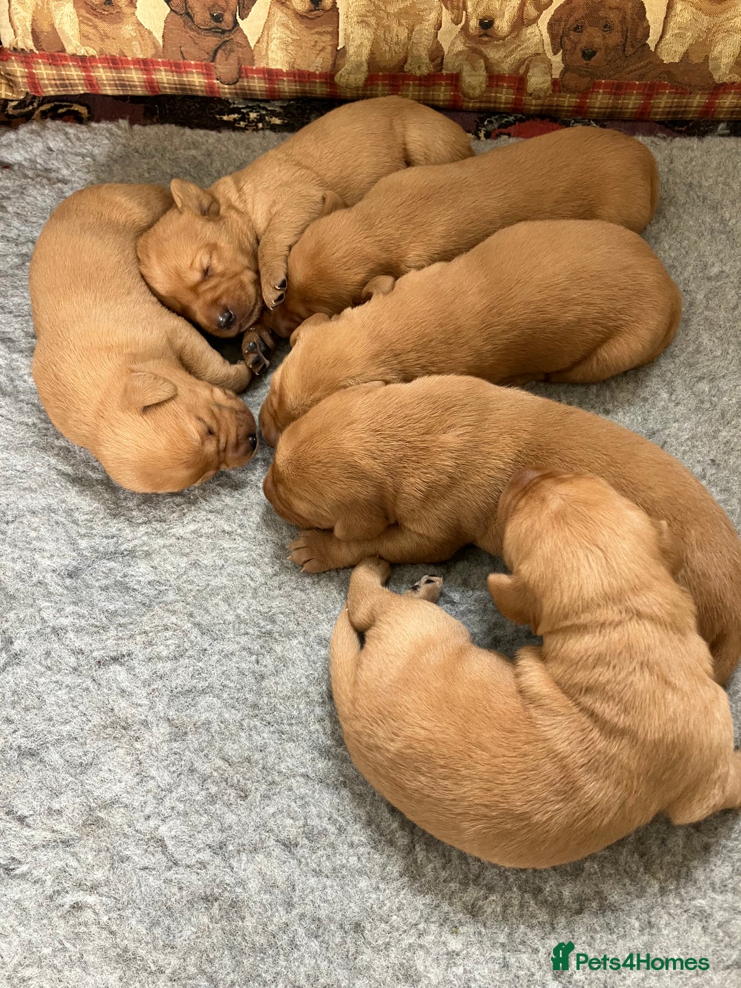 Labrador Retriever dogs for sale: STUNNING LITTER OF DARK FOX RED LABRADOR PUPPIES - Image 14