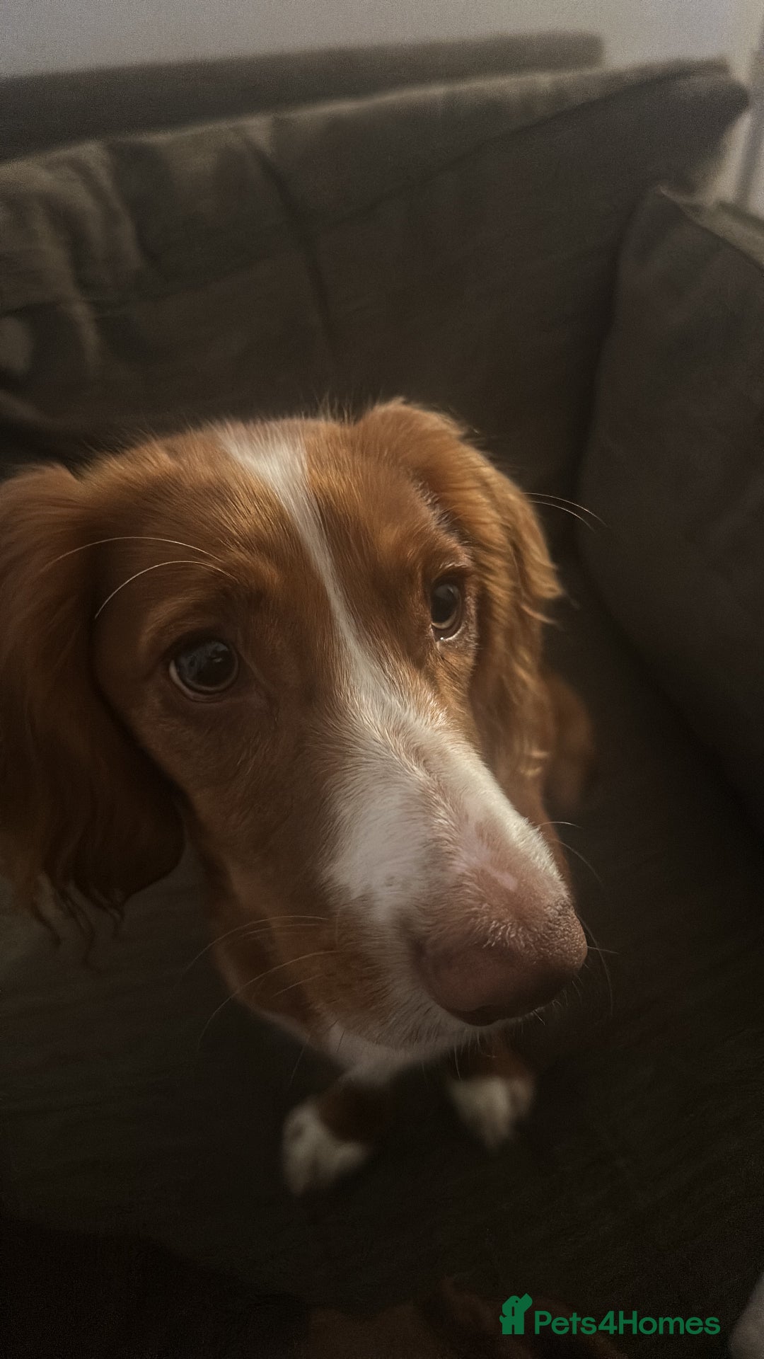 Cocker Spaniel dogs for sale: 7 month old cocker spaniel - Image 5