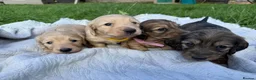Miniature Dachshund dogs for sale: 5 of the most gorgeous Cream Dachshunds! - Advert 8