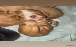 Cocker Spaniel dogs for sale: Cocker spaniels  - Image 3
