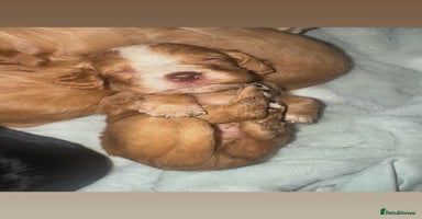 Cocker Spaniel dogs - Advert 4