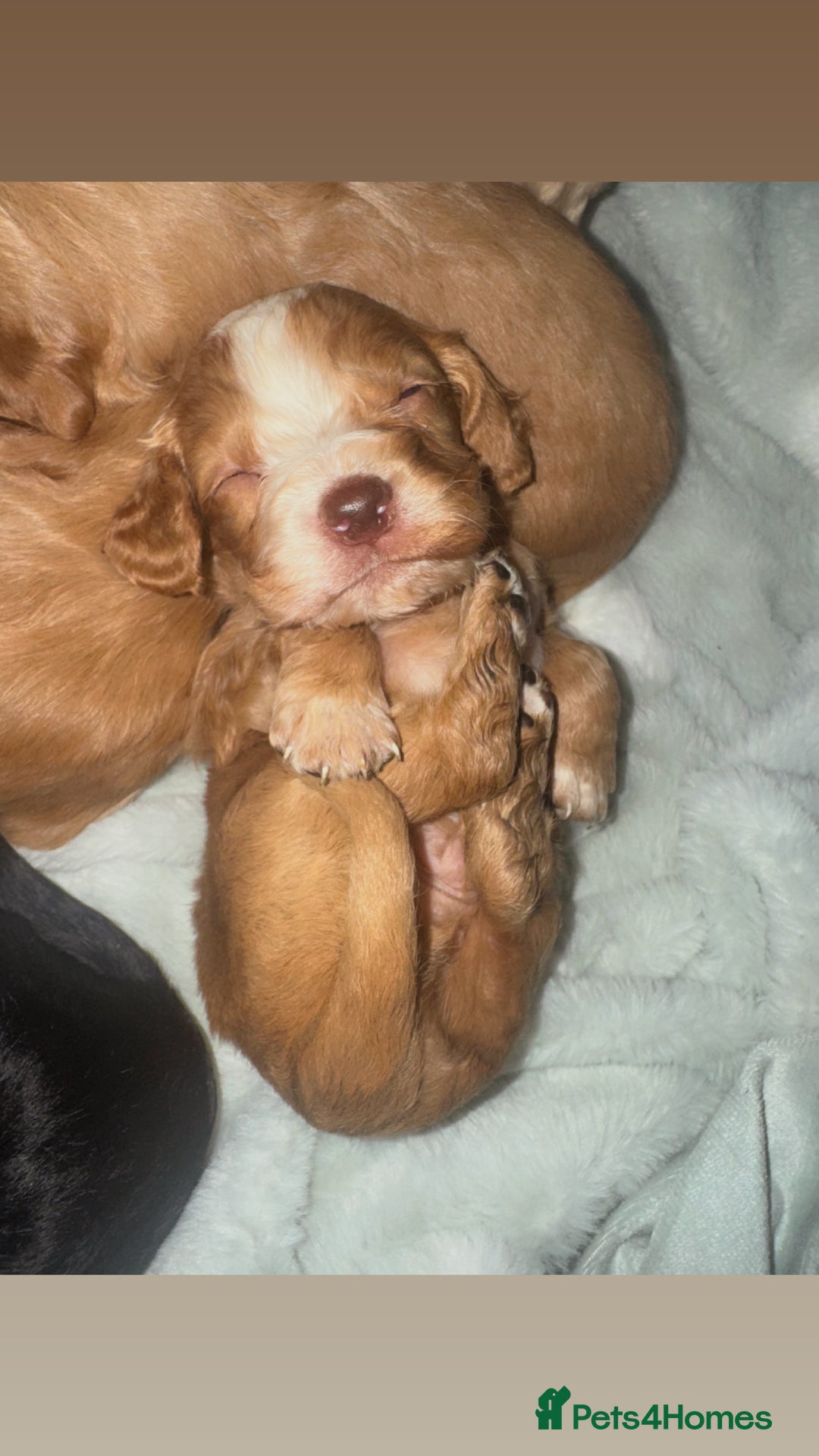 Cocker Spaniel dogs for sale: Cocker spaniels  - Image 3