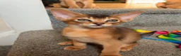Abyssinian cats for sale: TICA 5* pedigree Abyssinian Kittens  - Advert 9