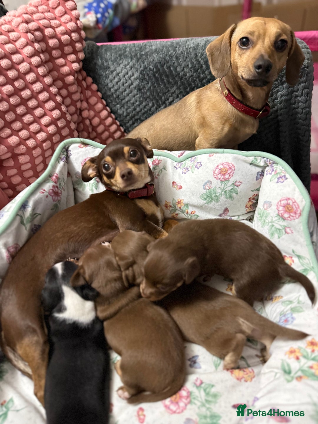 Chiweenie dogs for sale: Chiweenies 1 male 1 female available now.  - Advert 4