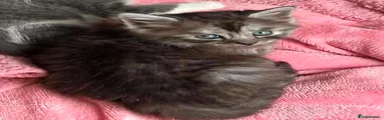Maine Coon 2