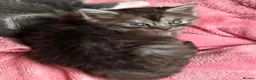 Maine Coon cats for sale: Maincoon - Advert 8