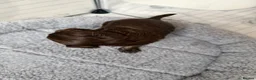 Yorkshire Terrier dogs for sale: Beautiful chocolate Biwer Yorkshire Terrier pupp  - Advert 17