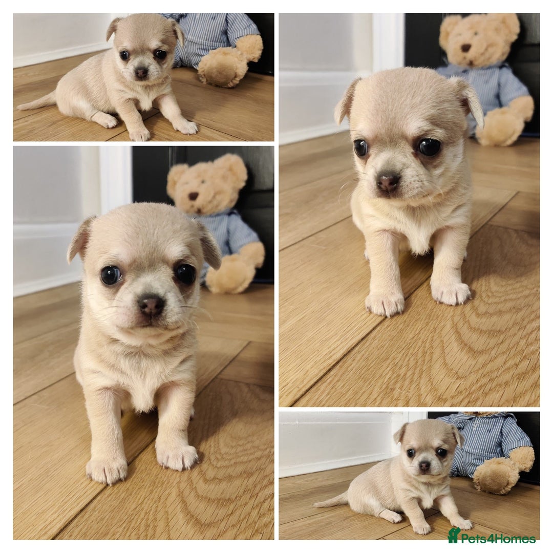 Chihuahua dogs for sale: Two Beautiful Female Chihuahua Puppies - Image 6