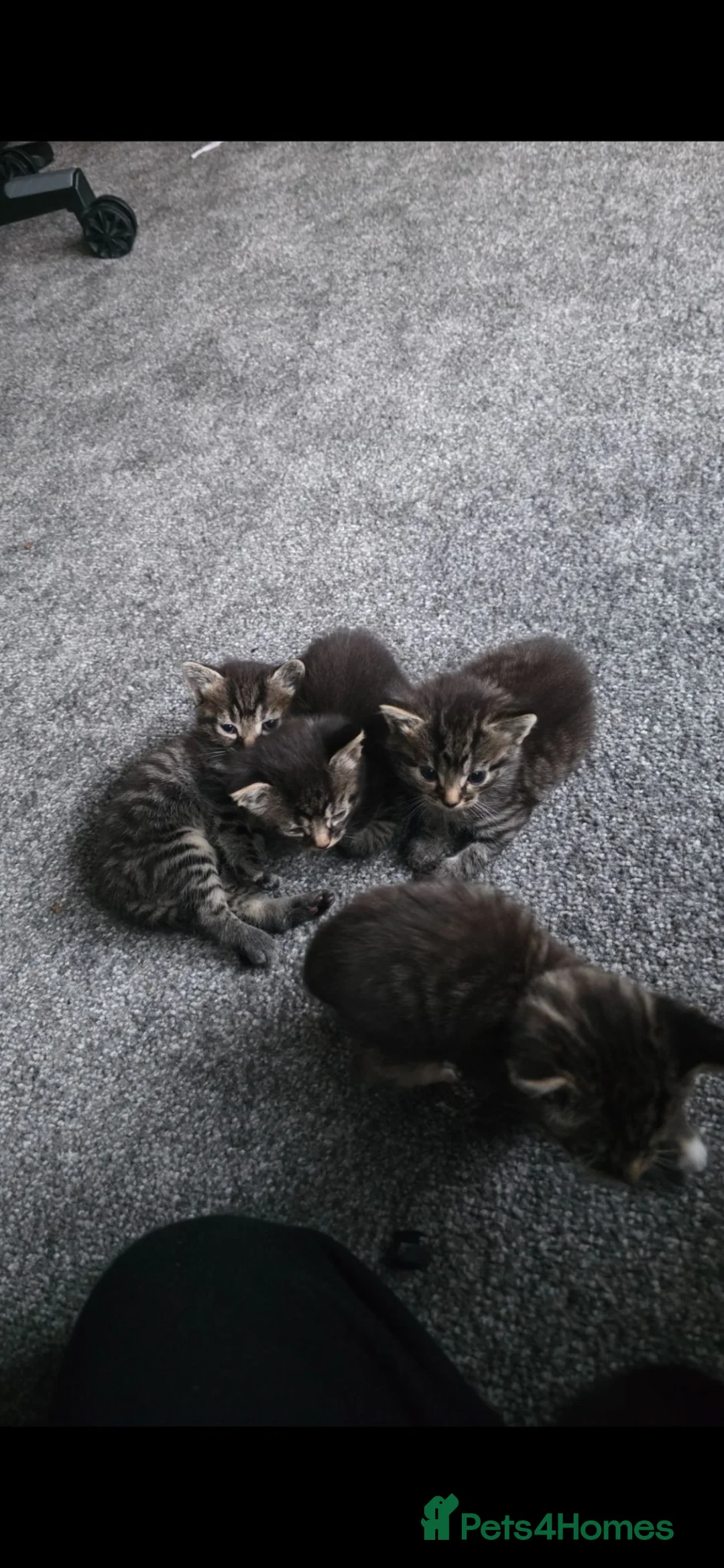 Domestic Shorthair cats for sale: Kittens for sale - Advert 2