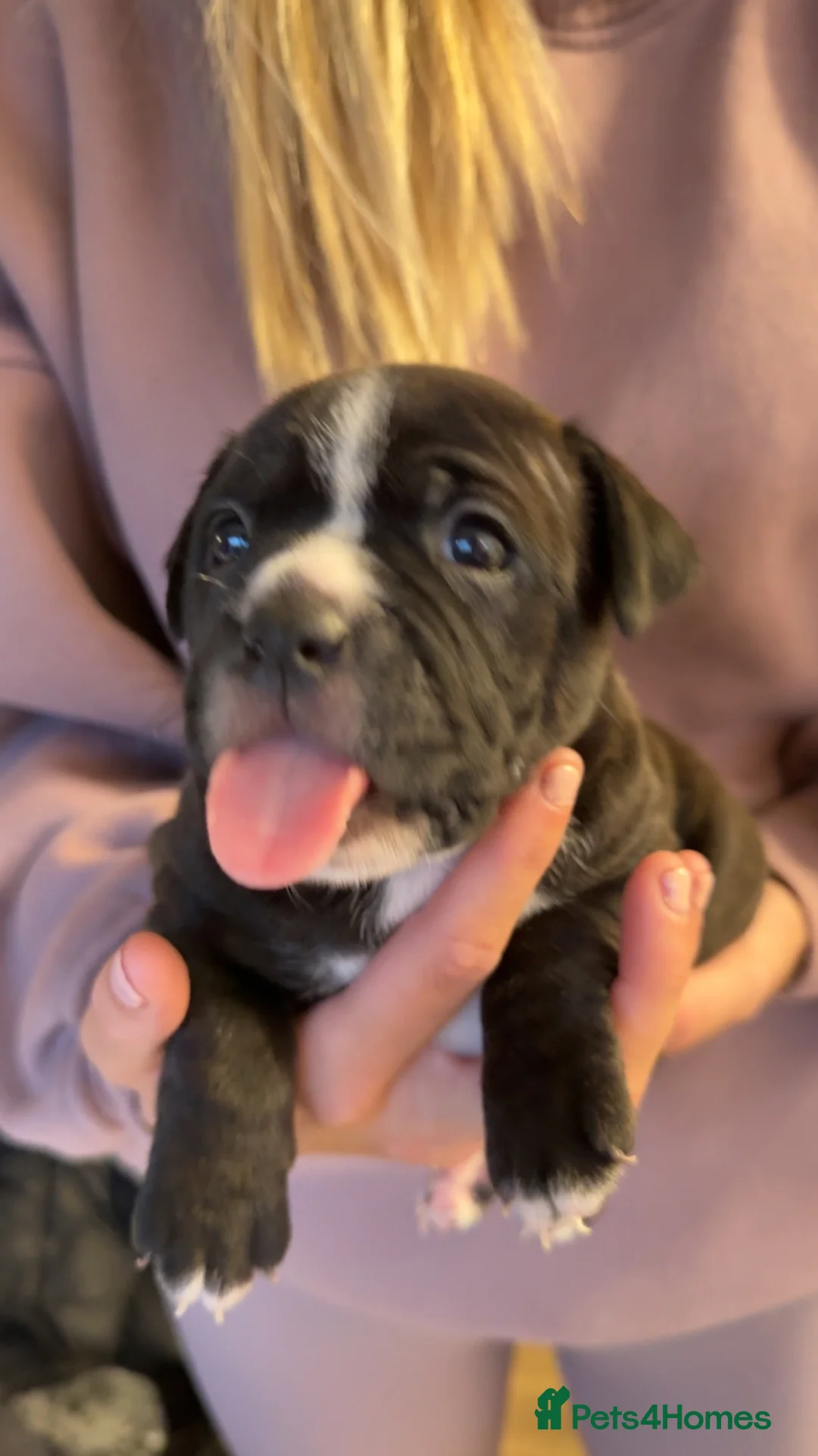 Staffordshire Bull Terrier dogs for sale: Staffy puppy for sale in Bishop Auckland - Advert 2