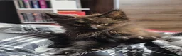 Maine Coon cats for sale: Beautiful Polydactyl Maine Coon Kitten - Advert 5