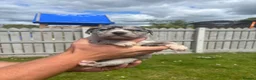 Lurcher dogs for sale: Wheaton collie bull greyhound! in Darlington - Advert 5