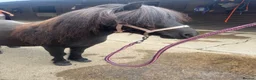 Shetland pony horses for sale: Standard Shetland ridden - Advert 2
