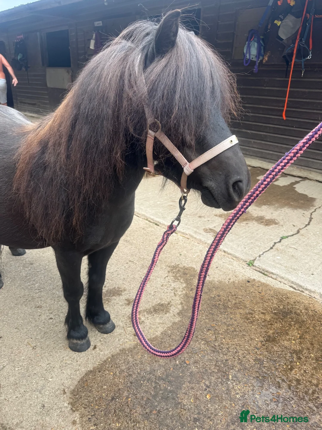 Shetland pony horses for sale: Standard Shetland ridden - Advert 2