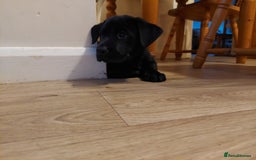 Mixed Breed dogs for sale: Labrador Mix Breed - Image 5