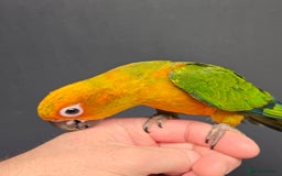 Conures birds for sale: Handreared Small Conures, Sun & Patagonian conures - Image 5
