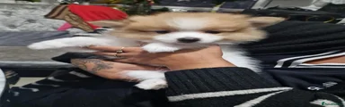 Pomeranian 2