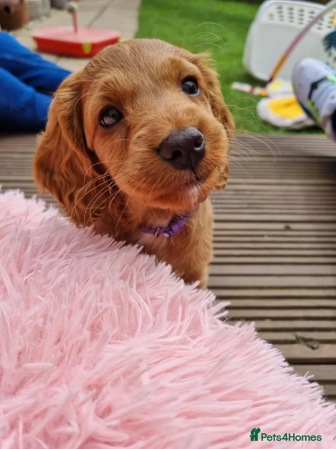 Cockapoo dogs for stud: **PROVEN**Beautiful Red F1 Cockapoo for Stud in Kilmarnock - Advert 12