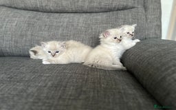 Ragdoll cats for sale: Amazing Ragdoll kittens 3 female 1 male - Image 13